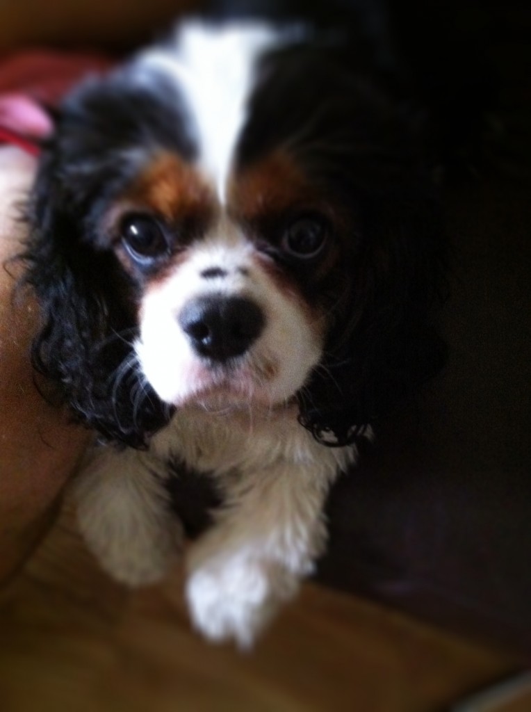 Pumpkin Recipe - Oscar Duizer