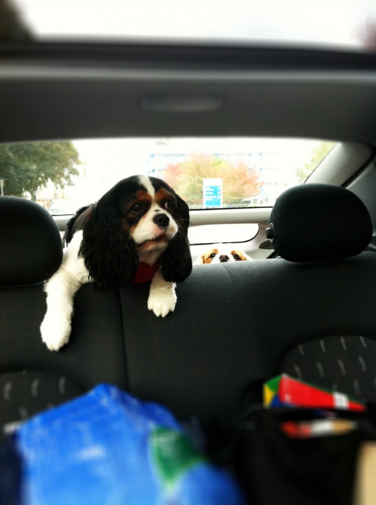 DAMY Health Cute Puppies