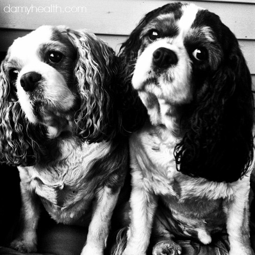 damy puppies1
